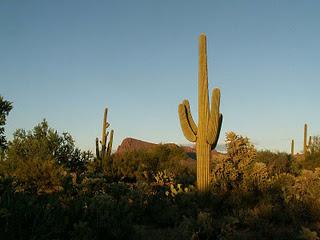 SBE: SAGUARO - PRIME INDISCREZIONI SU STAFF E AMBIENTAZIONE