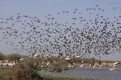 Santuario nazionale degli uccelli di Djoudji