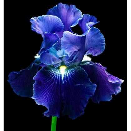 Daugther%20of%20Stars%201-500x500 I FIORI DELLA LUCE: LE IRIS