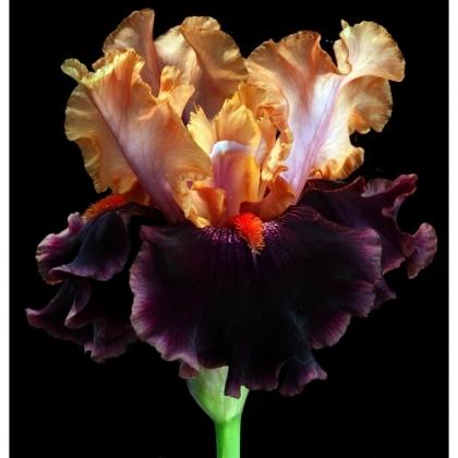 Naples-500x500 I FIORI DELLA LUCE: LE IRIS