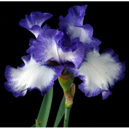 Classic%20Look-500x500 I FIORI DELLA LUCE: LE IRIS