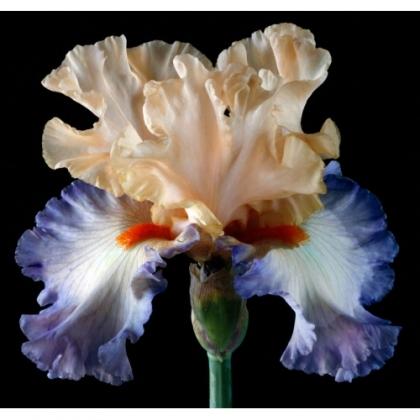 PARISIAN%20DAWN-500x500 I FIORI DELLA LUCE: LE IRIS