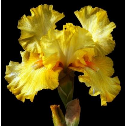 Golden%20Immortal-500x500 I FIORI DELLA LUCE: LE IRIS