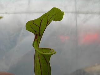 Sarracenia Flava var.ornata Stocky large lid,ANF,Fla (f46 from M.K.)