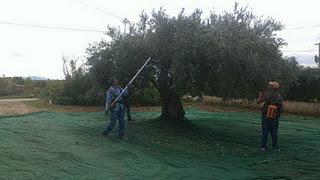 La raccolta delle olive: a Menfi va su Facebook