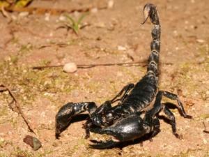 Food For Luis: Si mangia uno scorpione gigante vivo
