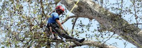 Albero: Vota il Monumento della Natura