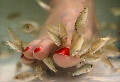 Fish Pedicure... O.o'