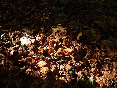 Nel bosco sfaccettature d'Autunno