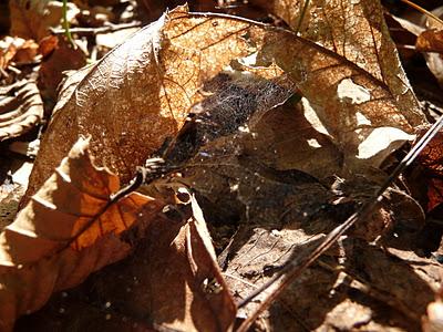 Nel bosco sfaccettature d'Autunno