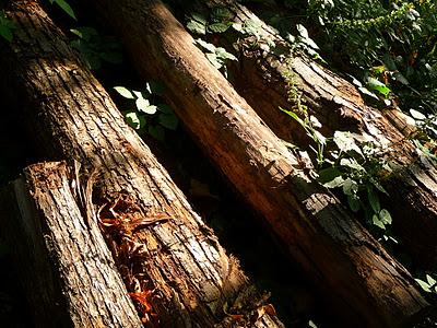 Nel bosco sfaccettature d'Autunno