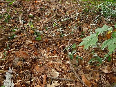 Nel bosco sfaccettature d'Autunno