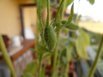 ORTO SUL BALCONE 23 maggio 2011 ORTO SUL BALCONE 23 maggio 2011