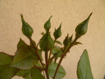 ORTO SUL BALCONE 23 maggio 2011 ORTO SUL BALCONE 23 maggio 2011