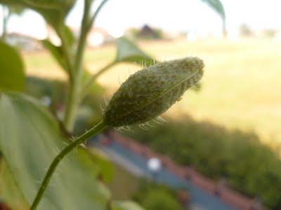 ORTO SUL BALCONE 23 maggio 2011 ORTO SUL BALCONE 23 maggio 2011