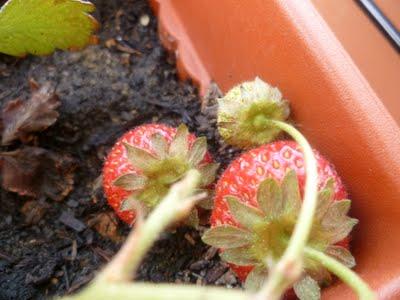 ORTO SUL BALCONE 23 maggio 2011 ORTO SUL BALCONE 23 maggio 2011