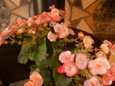 ORTO SUL BALCONE 23 maggio 2011 ORTO SUL BALCONE 23 maggio 2011