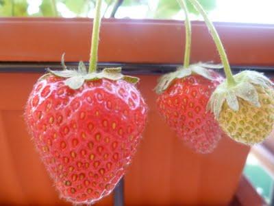 ORTO SUL BALCONE 23 maggio 2011 ORTO SUL BALCONE 23 maggio 2011