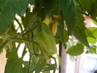 ORTO SUL BALCONE 23 maggio 2011 ORTO SUL BALCONE 23 maggio 2011