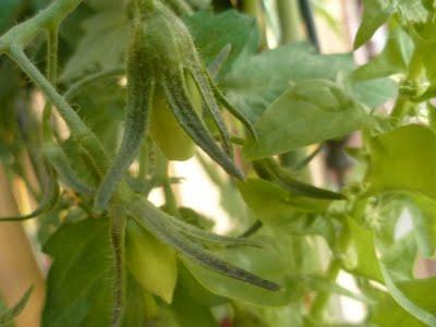 ORTO SUL BALCONE 23 maggio 2011 ORTO SUL BALCONE 23 maggio 2011