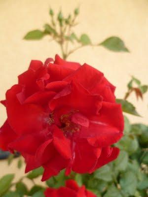 ORTO SUL BALCONE 23 maggio 2011 ORTO SUL BALCONE 23 maggio 2011