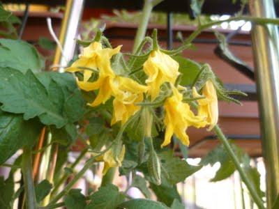 ORTO SUL BALCONE 23 maggio 2011 ORTO SUL BALCONE 23 maggio 2011