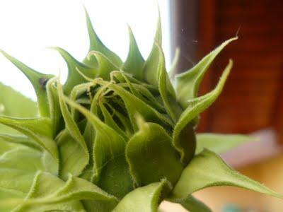 ORTO SUL BALCONE 23 maggio 2011 ORTO SUL BALCONE 23 maggio 2011