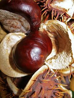 Il nostro Ninestrone. Il nostro Ninestrone.