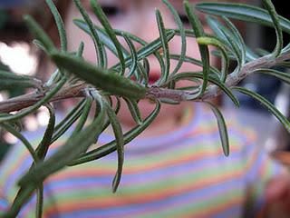 Il nostro Ninestrone. Il nostro Ninestrone.