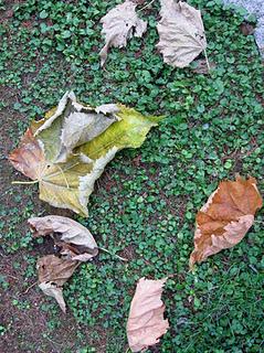 Il nostro Ninestrone. Il nostro Ninestrone.