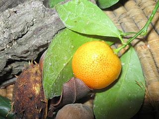 Il nostro Ninestrone. Il nostro Ninestrone.