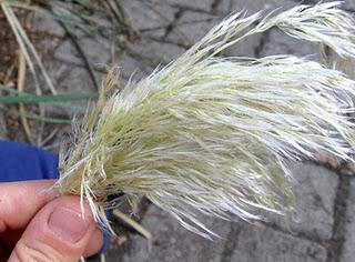 Il nostro Ninestrone. Il nostro Ninestrone.