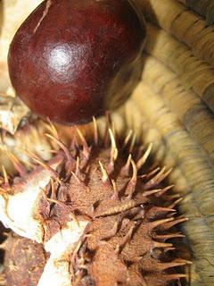 Il nostro Ninestrone. Il nostro Ninestrone.