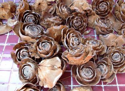 Il nostro Ninestrone. Il nostro Ninestrone.