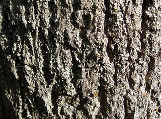 Il nostro Ninestrone. Il nostro Ninestrone.