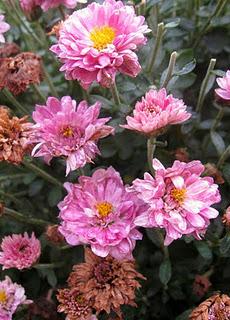 Il nostro Ninestrone. Il nostro Ninestrone.