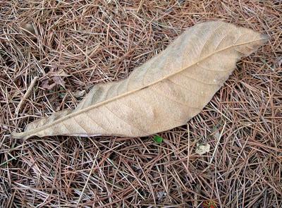 Il nostro Ninestrone. Il nostro Ninestrone.