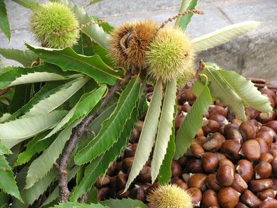TUTTO CIO' CHE E' PREZIOSO - CIAMBELLONE ALICE GINEVRA - CHOCOLATE AND COCONUT CAKE TUTTO CIO' CHE E' PREZIOSO - CIAMBELLONE ALICE GINEVRA - CHOCOLATE AND COCONUT CAKE
