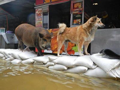 Foto divertenti dai Blog Thailandesi - Evacuazione alluvione in Thailandia