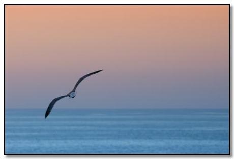 9140f803e3e715a268942923da9731ef Il Gabbiano Jonathan Livingston