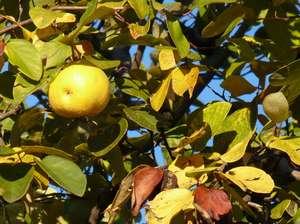 Liquore di mele cotogne: Sburlon