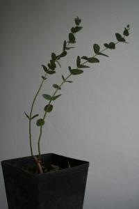 Un eucalyptus a Istanbul