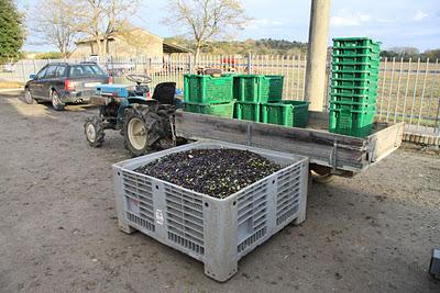 l'olio di Pierino l'olio di Pierino