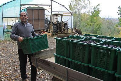 l'olio di Pierino l'olio di Pierino