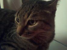 Roba da gatti: Cat Reality Show. Roba da gatti: Cat Reality Show.