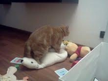 Roba da gatti: Cat Reality Show. Roba da gatti: Cat Reality Show.