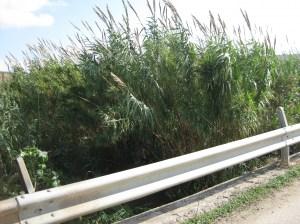 Vallone prima dell'intervento Menfi, valloni puliti. Riunione tecnico-operativa tra i vertici ESA – Consorzio di Bonifica – Comune. Interventi anche sulle strade di campagna. VIDEO e FOTO