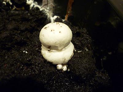 Piccoli funghi crescono / my little mushroom...