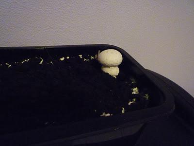 Piccoli funghi crescono / my little mushroom...
