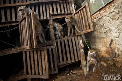 Ultime news Asia - Scimmie in Indonesia maltrattate e usate come mascherine -